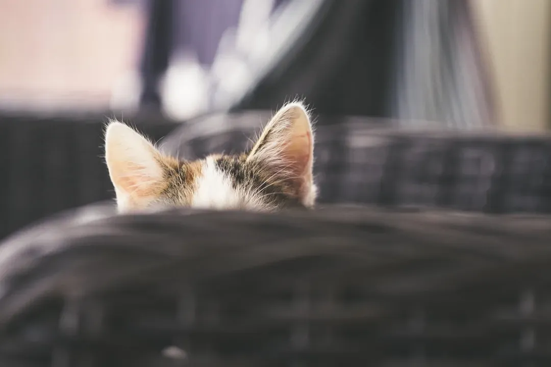 #16 - Relaxed, Forward-Facing Ears Reveal Gratitude Most Owners Miss (Image Credits: Unsplash)