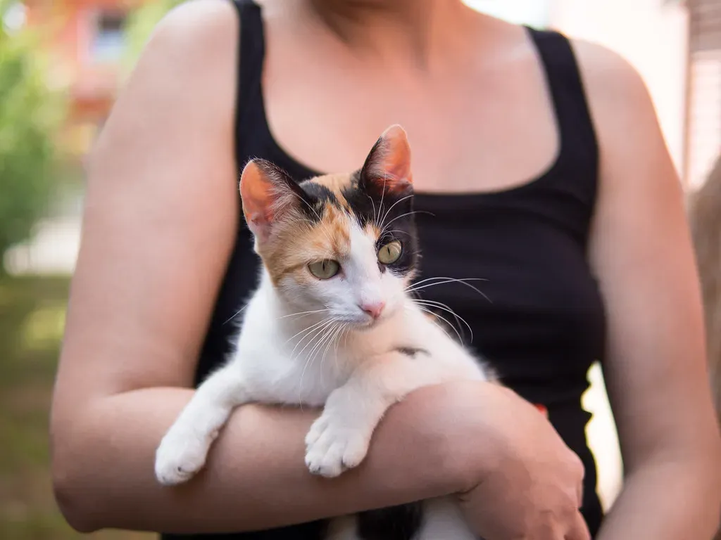 Conclusion: Decoding the Feline Heart (Image Credits: Flickr)