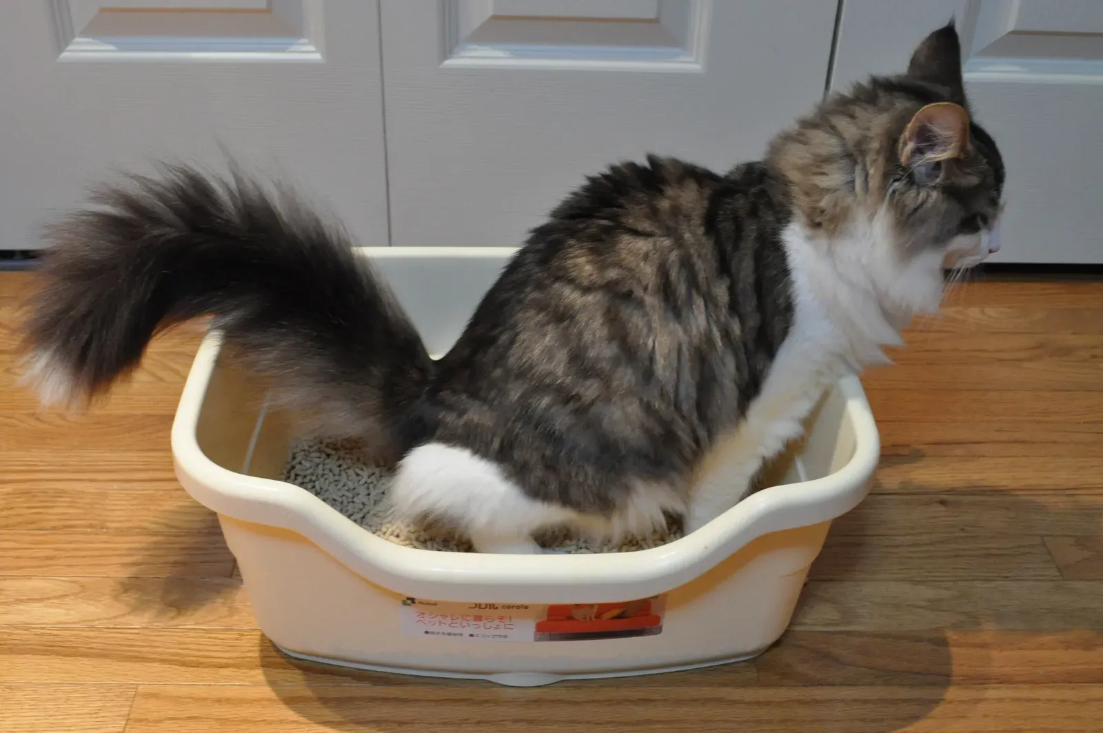 #8 - Litter Box Location Memory Runs Deep (By Ocdp, CC BY-SA 3.0)