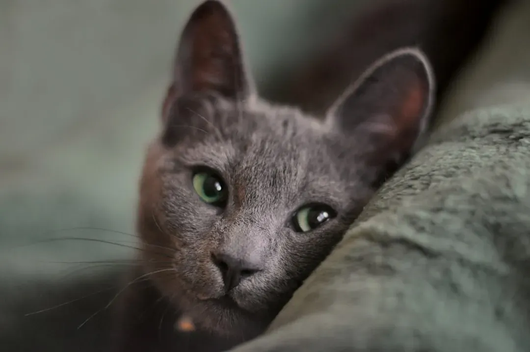 The Russian Blue: The Shy Observer (Image Credits: Unsplash)