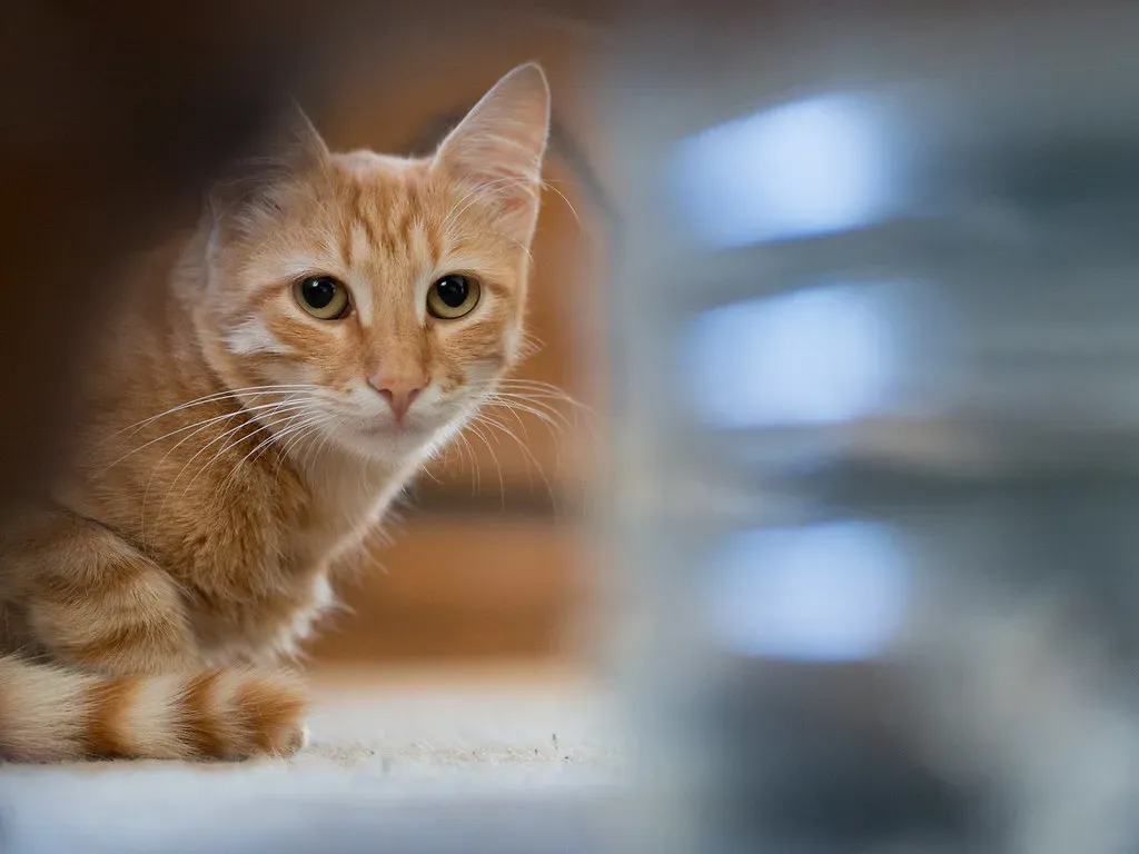 Making Furniture Less Appealing (Image Credits: Flickr)