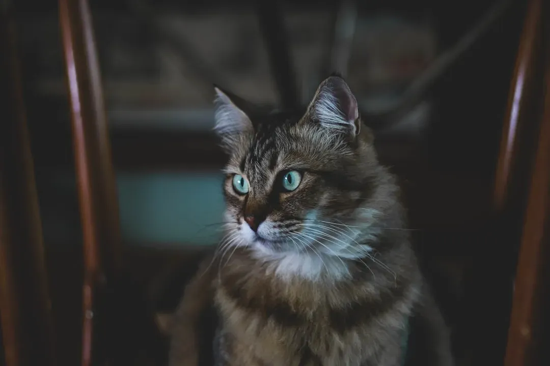 The Anthropomorphization Factor (Image Credits: Unsplash)