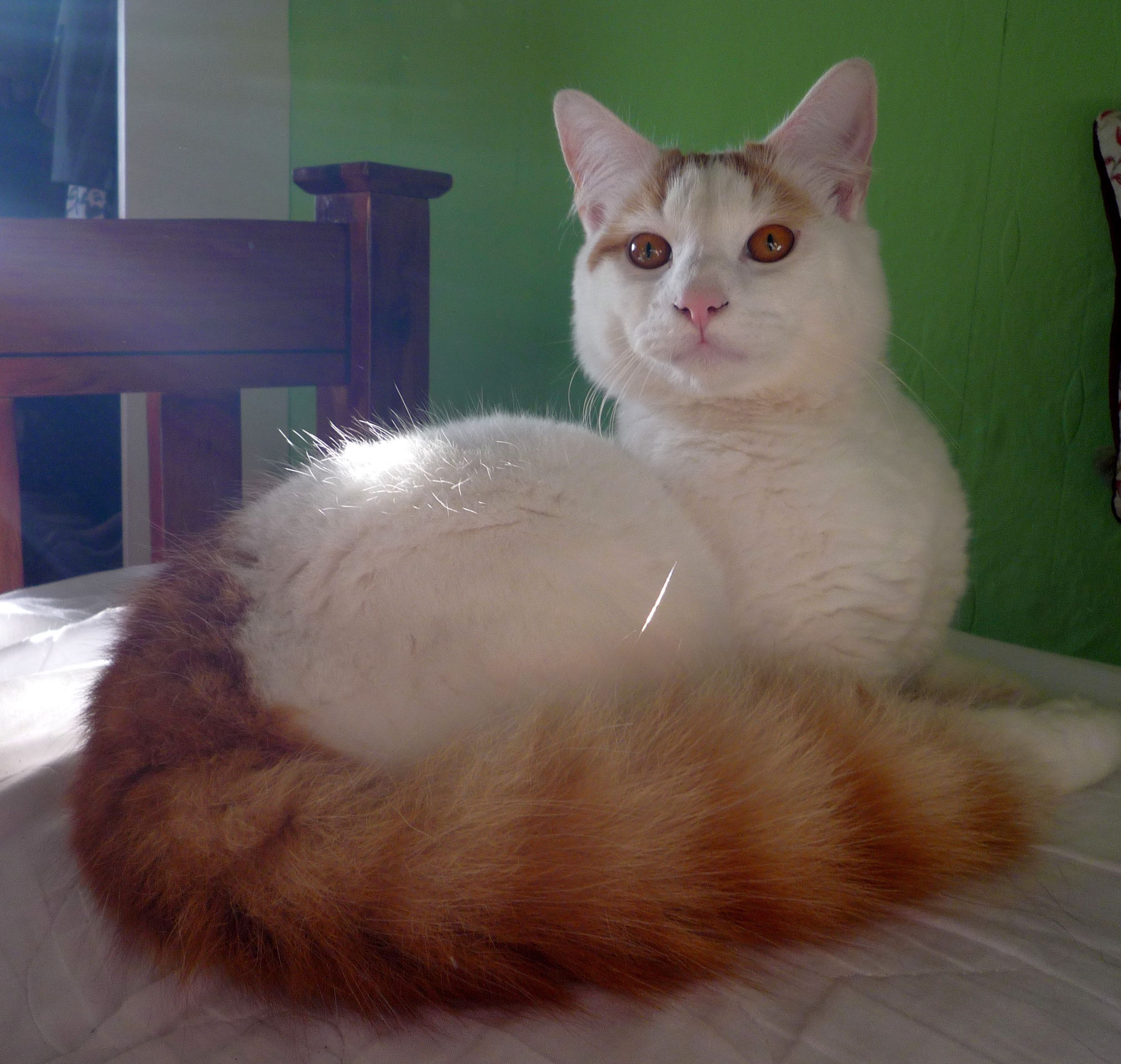 Turkish Van - The Independent Water-Loving Giant (Image Credits: Wikimedia)