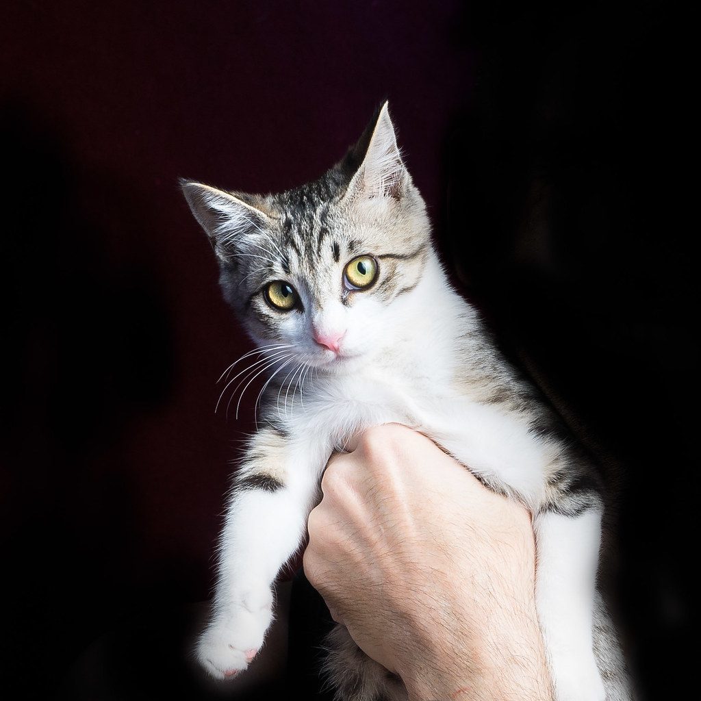 You've Been Training Them Without Realizing It (Image Credits: Flickr)