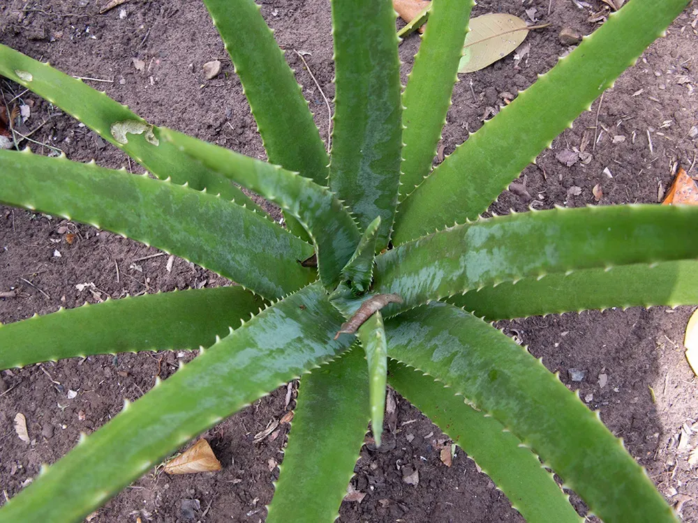 3. Aloe Vera: Your Skincare Staple Is Your Cat's Nightmare (Image Credits: Wikimedia)