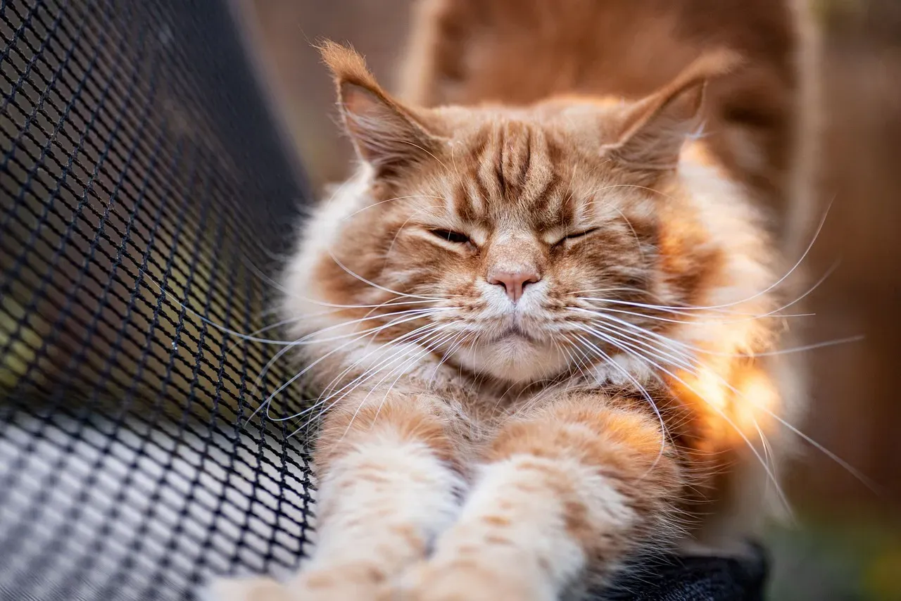 #6 - The Slow-Motion Stretch Before Settling (Image Credits: Pixabay)