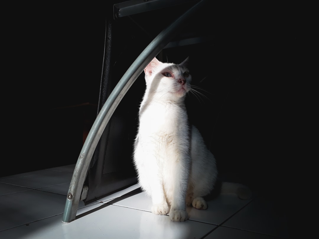 Shadow (Image Credits: Unsplash)