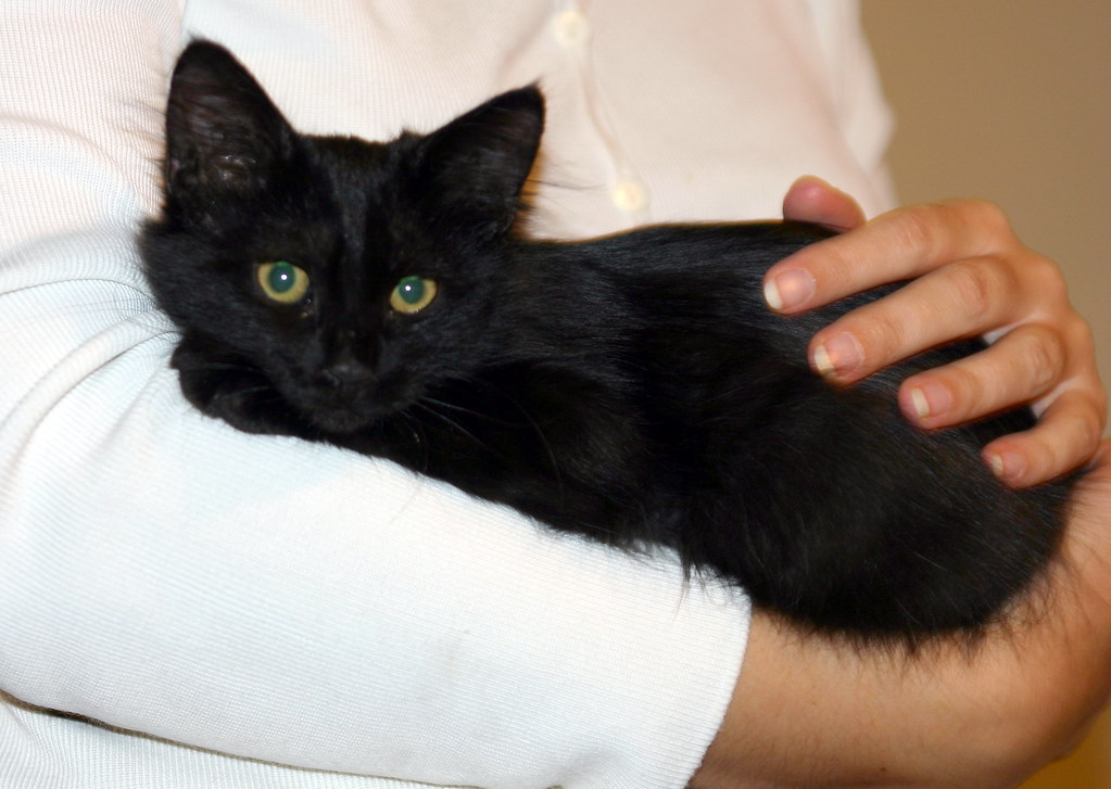 Taurus: The Sensual Comforter (Image Credits: Flickr)