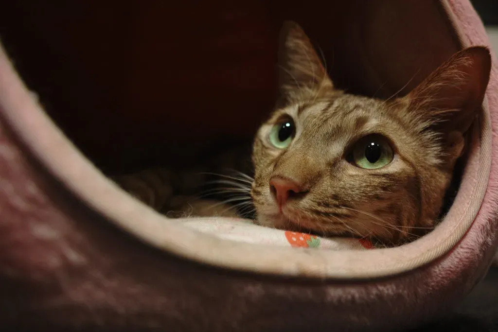 Fact: Quality of Life Scales Can Help You Make Decisions (Image Credits: Flickr)