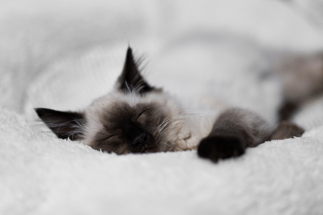 Ragdoll Cats (Image Credits: Unsplash)