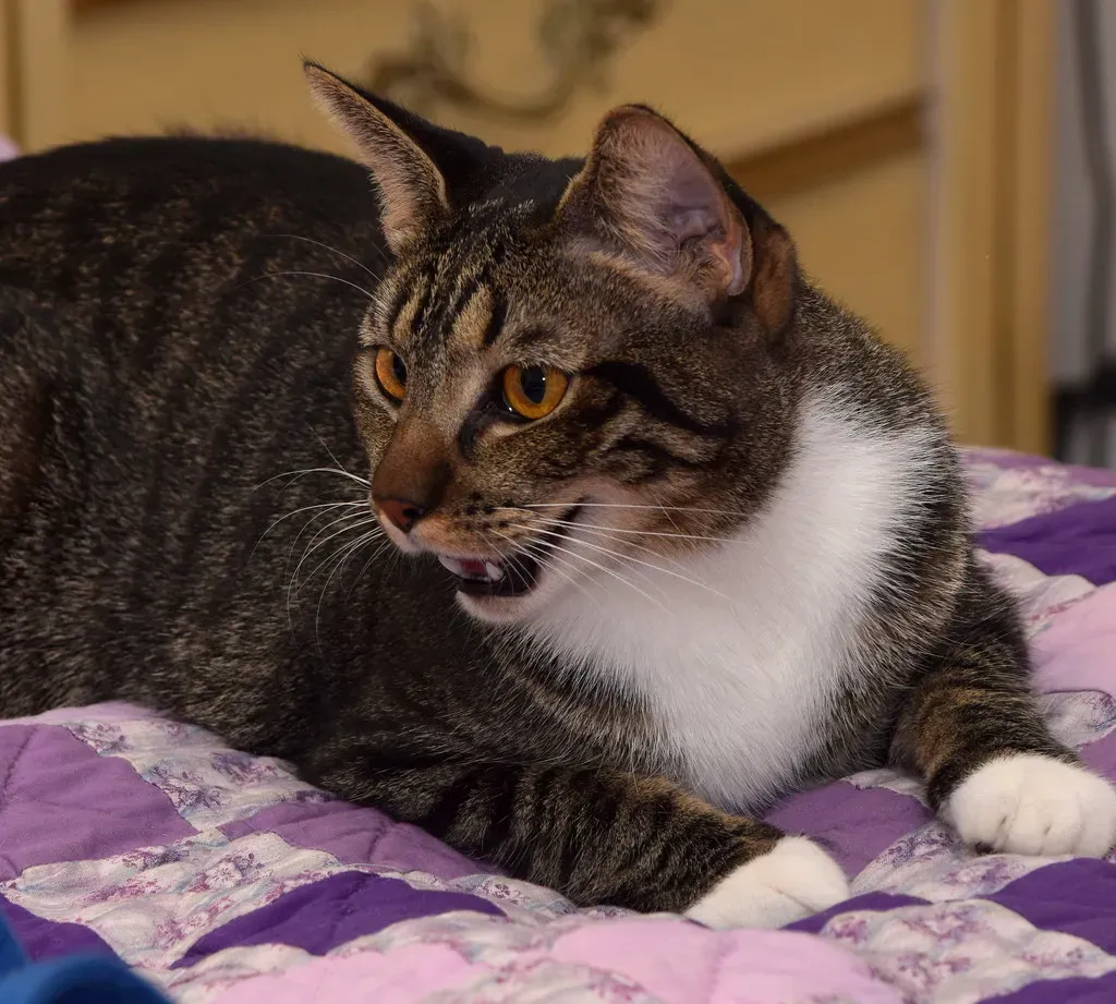 Sickness Sign 4: Difficulty Breathing or Panting (Image Credits: Flickr)