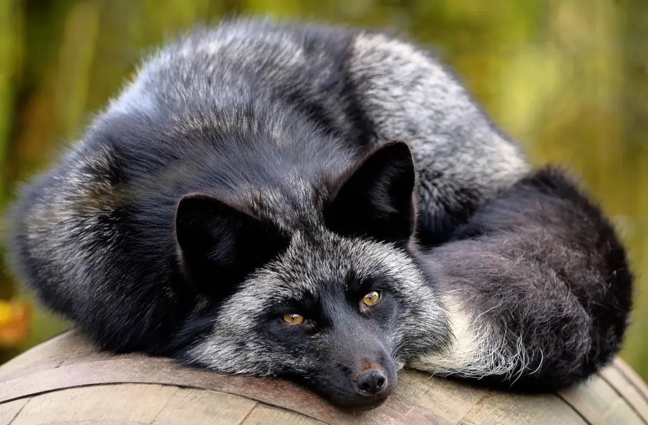 Other Animals Have “Hidden” Color Forms Too (Image Credits: Pixabay)