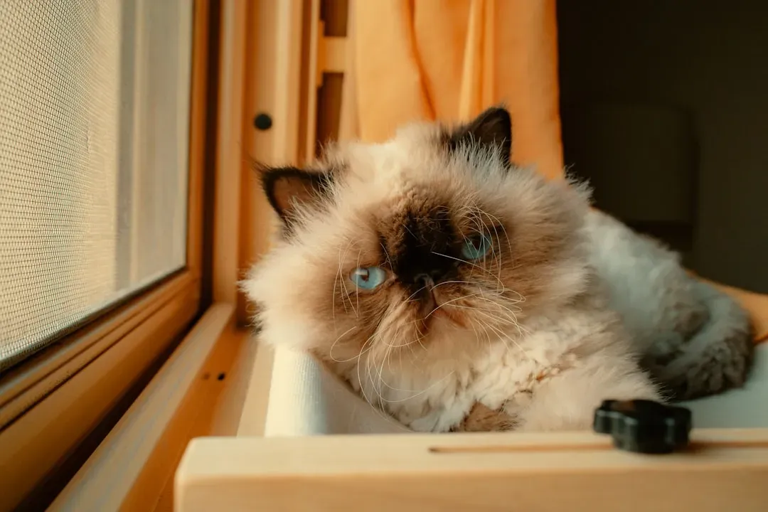 Himalayan Cats Require Constant Maintenance and Health Monitoring (Image Credits: Unsplash)