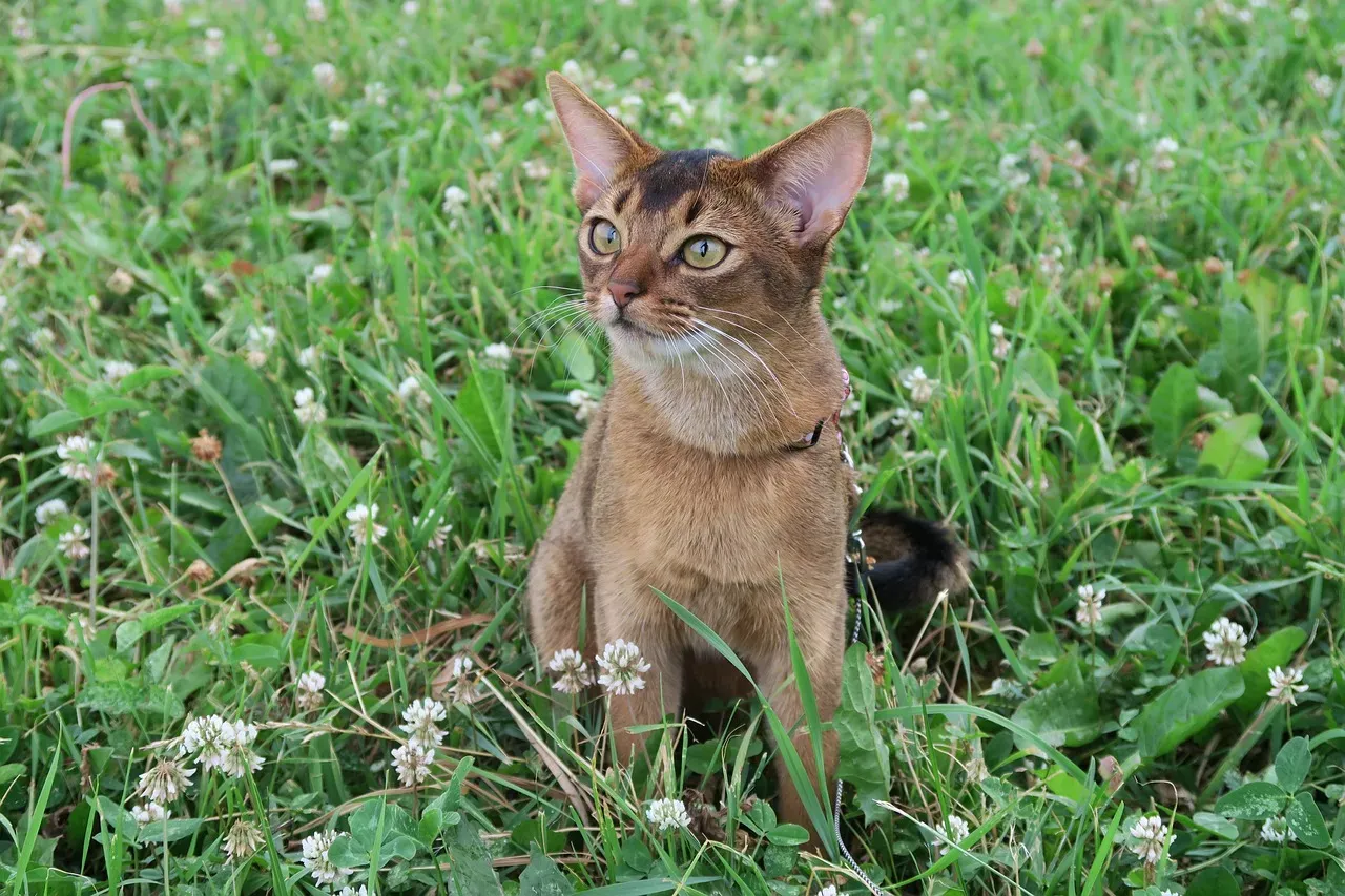 Abyssinian: The Energetic Explorer (Image Credits: Pixabay)
