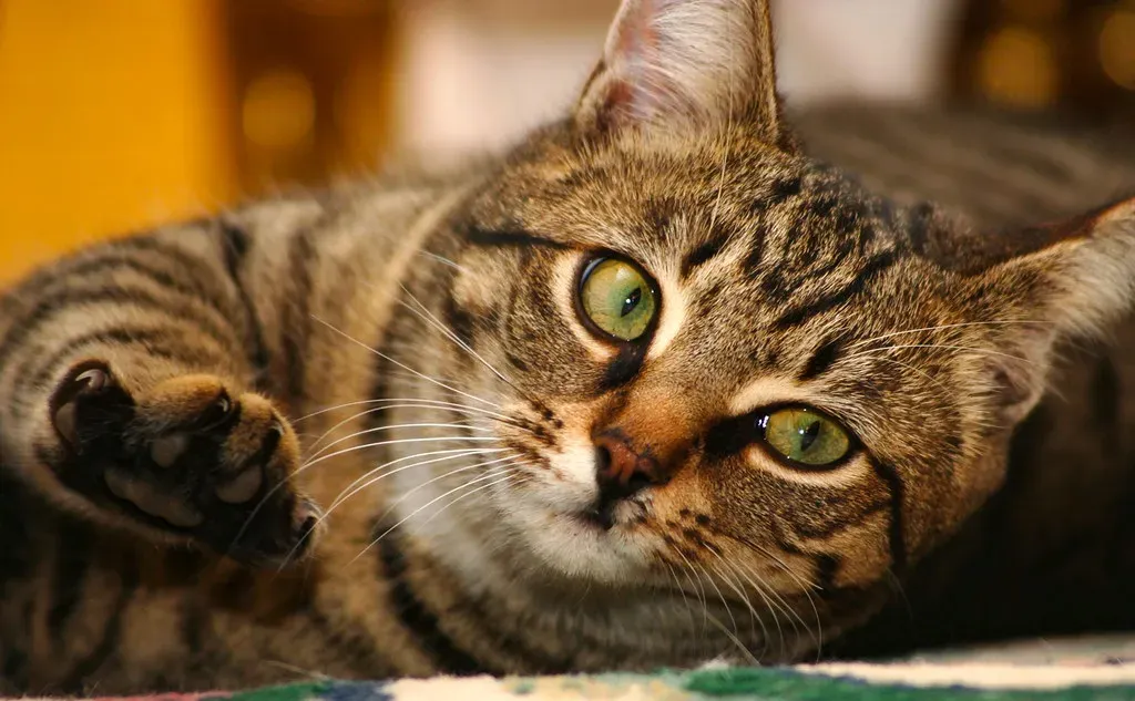 They're Demanding Attention in Disruptive Ways (Image Credits: Flickr)