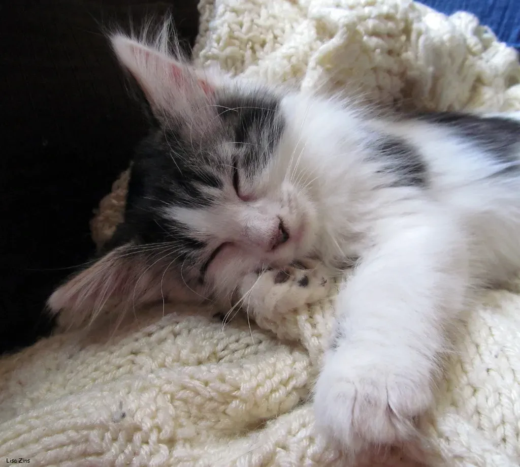 #2 Warmth Rises, and So Does Your Cat (Lisa Zins, Flickr, CC BY 2.0)