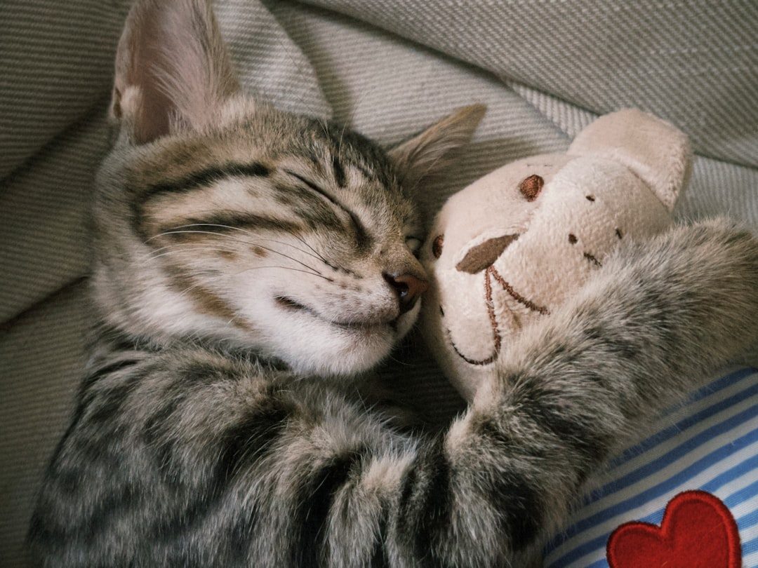 The Comfort Creatures: Soft and Cuddly Choices (Image Credits: Unsplash)