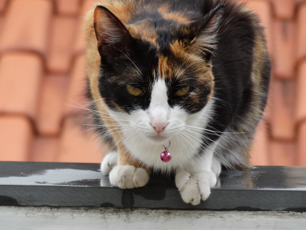 Adaptive Intelligence - Problem-Solving Across Environments (Image Credits: Flickr)