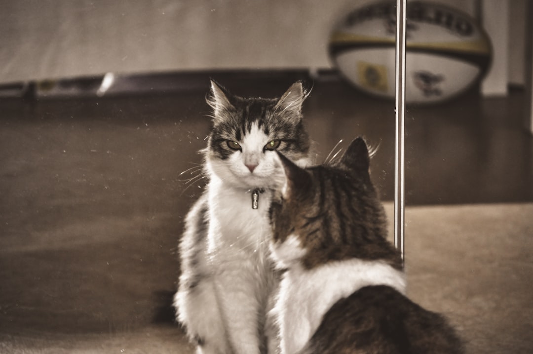 5. Their Own Reflection - The Mystery Cat in the Mirror (Image Credits: Unsplash)