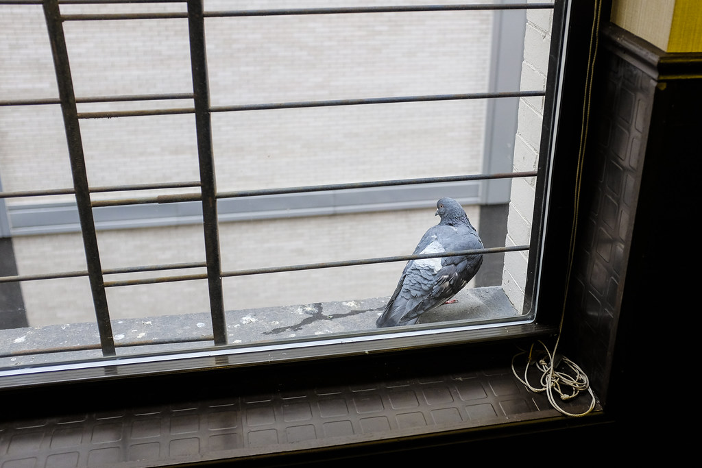 Signs Appear Through Other Animals (Image Credits: Flickr)