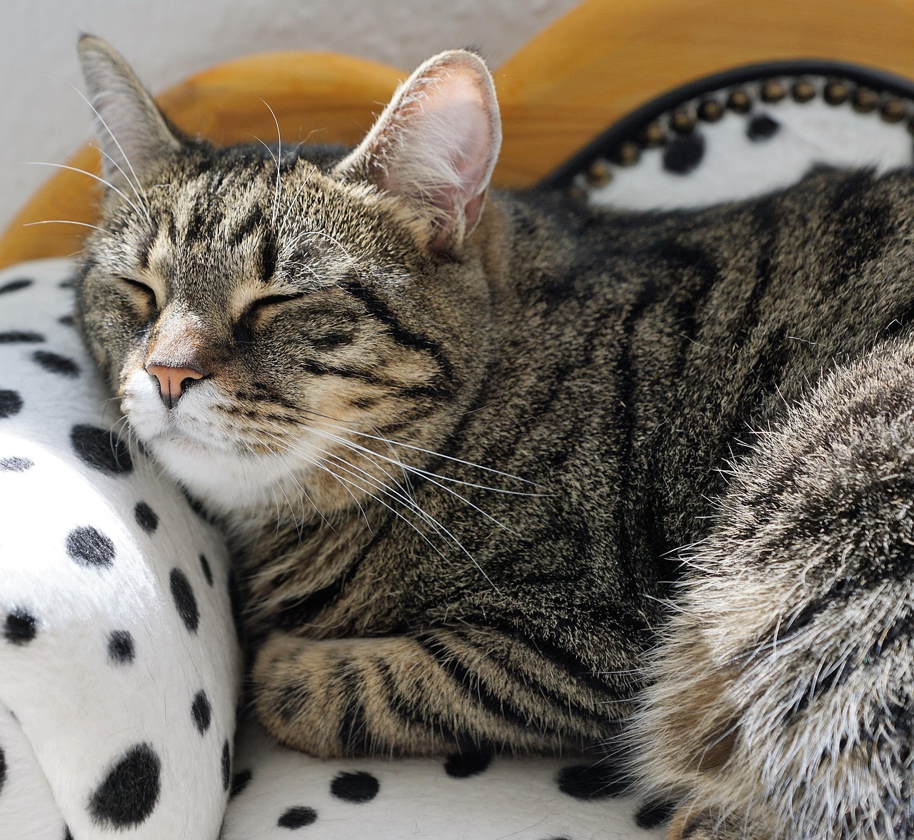 Sudden Freezing or Complete Withdrawal (Image Credits: Pixabay)