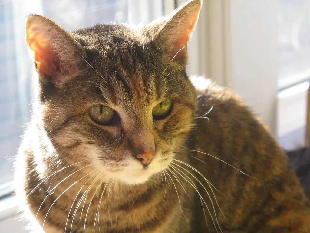 When Staring Behavior Signals Health Concerns (Image Credits: Flickr)