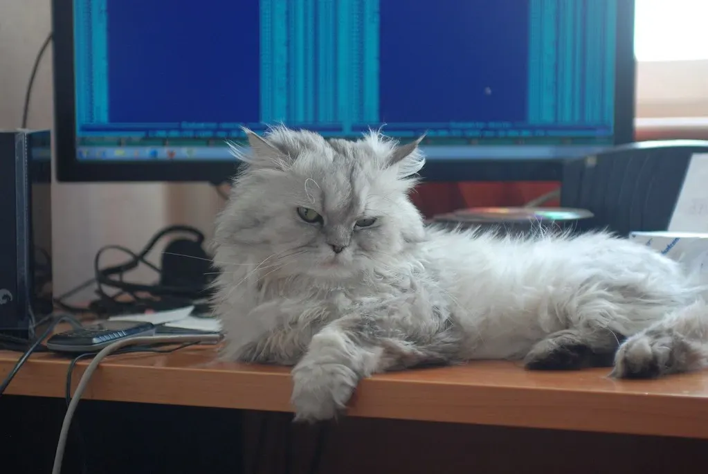 Persian: The Tranquil One-Person Cat (Image Credits: Flickr)