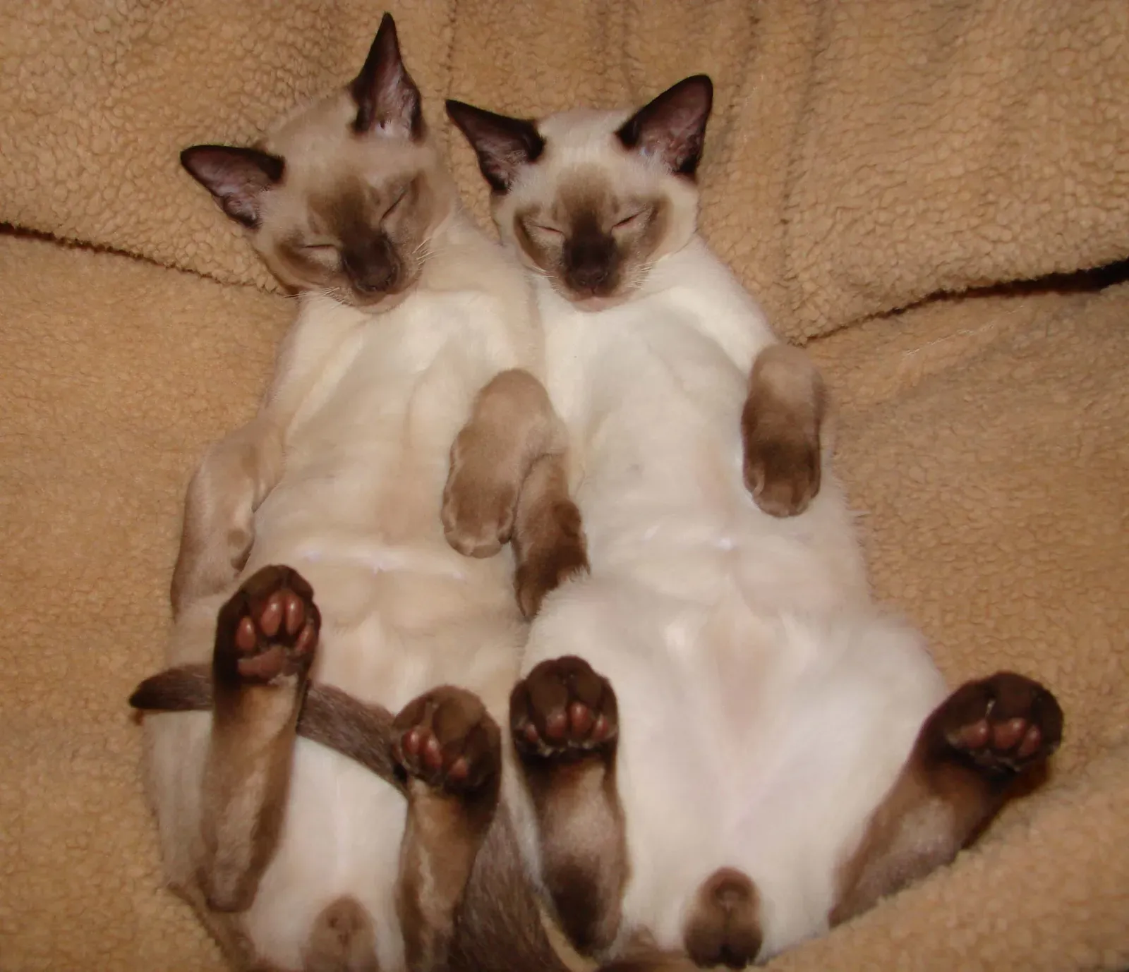 9. Tonkinese: The Playful Lap Lover (Image Credits: Wikimedia)