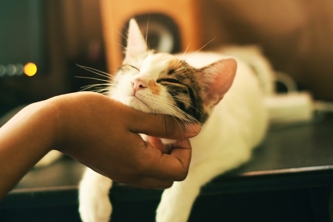 Your Cat's Chemical Weapon: The Oxytocin Connection (Image Credits: Unsplash)