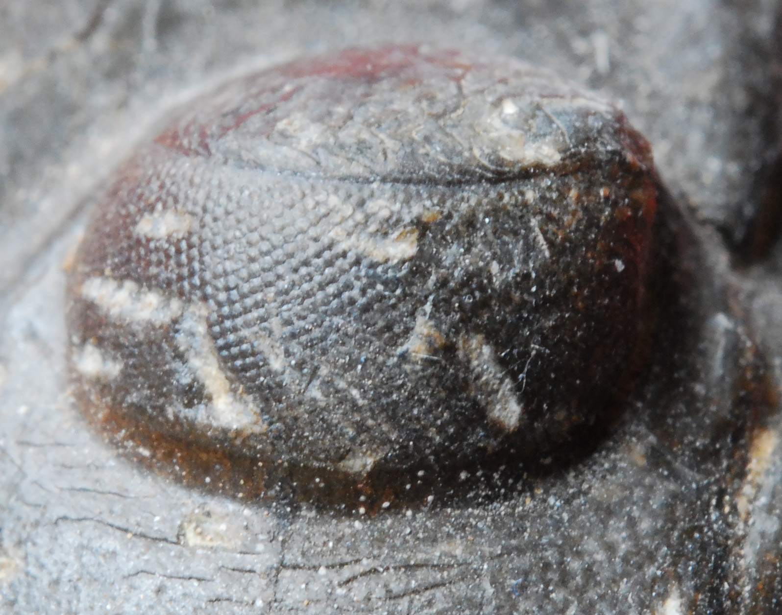 The Dawn of Complex Vision (Image Credits: Wikimedia)