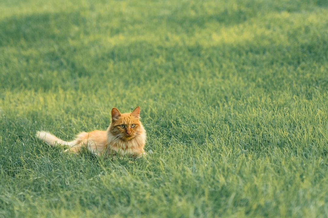 The Ancient Wild Ancestry Connection (Image Credits: Unsplash)