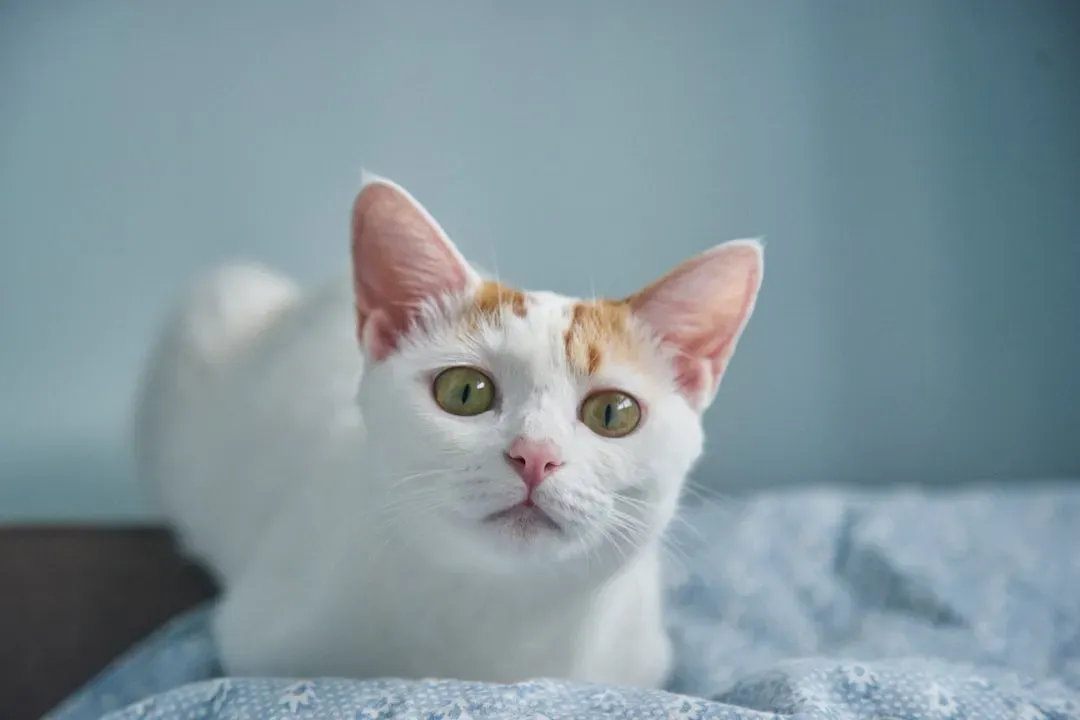 The Stare That Starts It All (Image Credits: Unsplash)