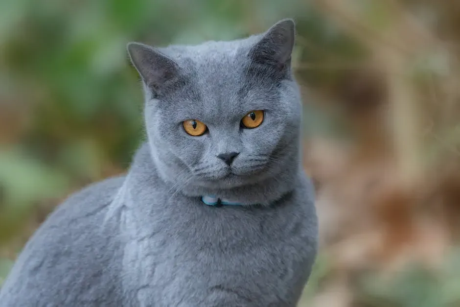 9. The British Shorthair: The Calm Co-Pilot You Actually Need (Image Credits: Pexels)