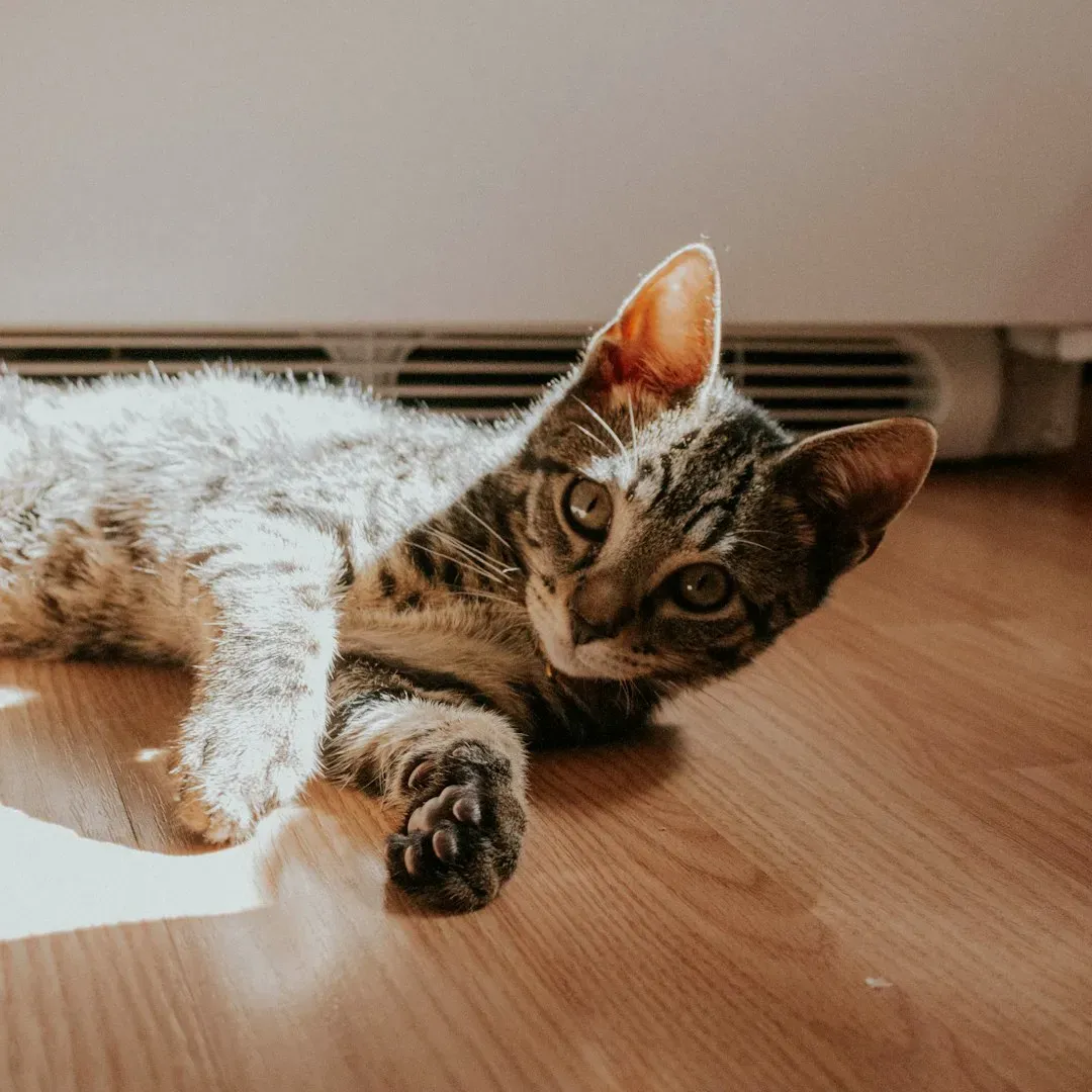 Safety Considerations for Heat-Seeking Cats (Image Credits: Unsplash)