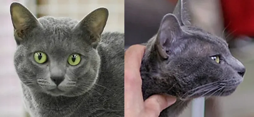 The Korat: Silver Guardians With Heart-Shaped Faces (Image Credits: Wikimedia)