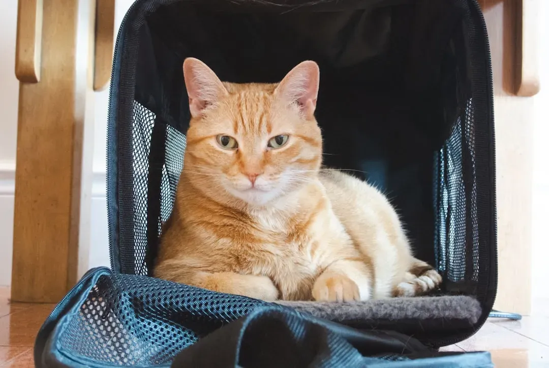 #7 Taking a cat to the vet without any positive associations (Image Credits: Unsplash)