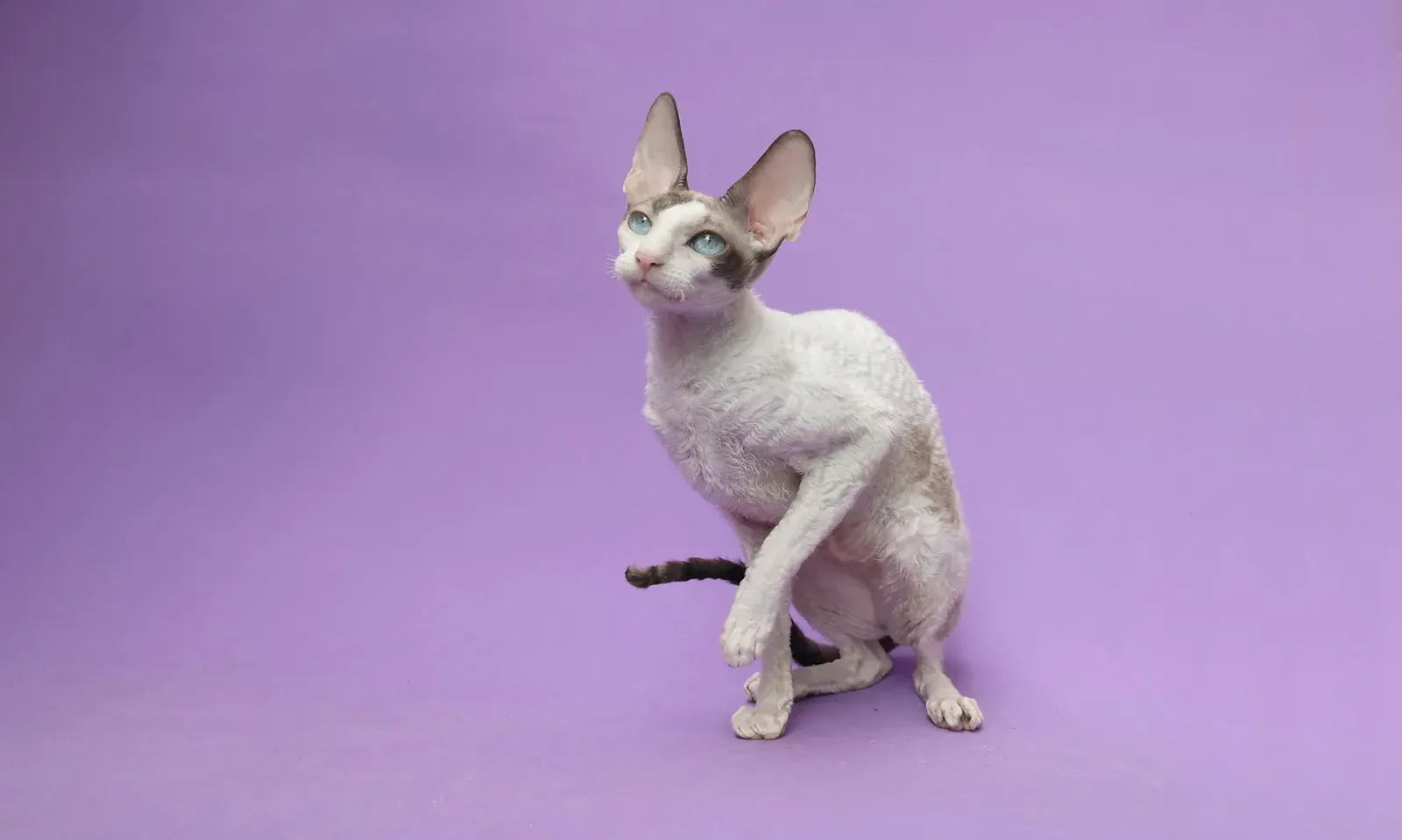 8. Cornish Rex – The Curly-Coated Live Wire (By Alexandre Gonçalves, CC BY-SA 4.0)