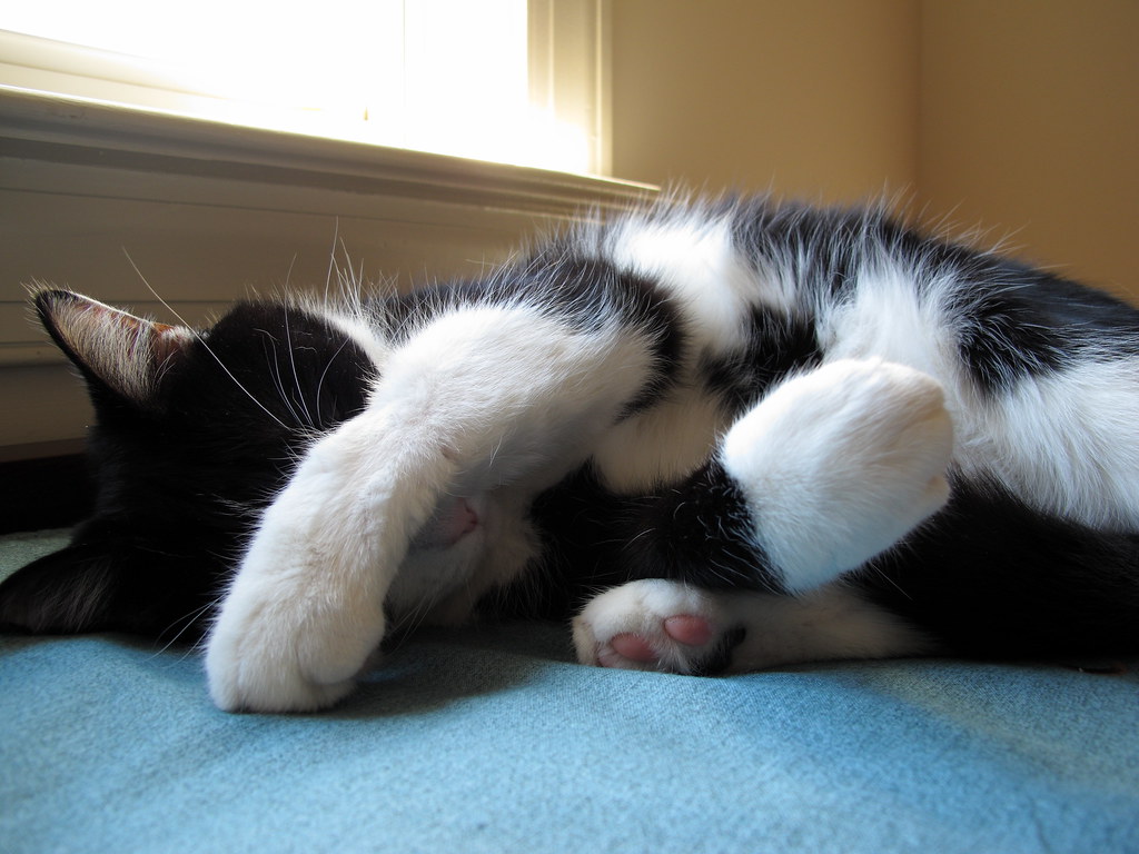 Paws Over Face: Creating a Personal Sleep Mask (Image Credits: Flickr)