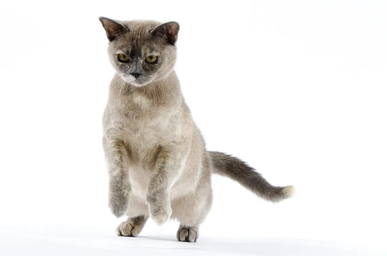 #10 - The Burmese: Confident, Outgoing, and Laser-Focused on One Human (Image Credits: Pixabay)