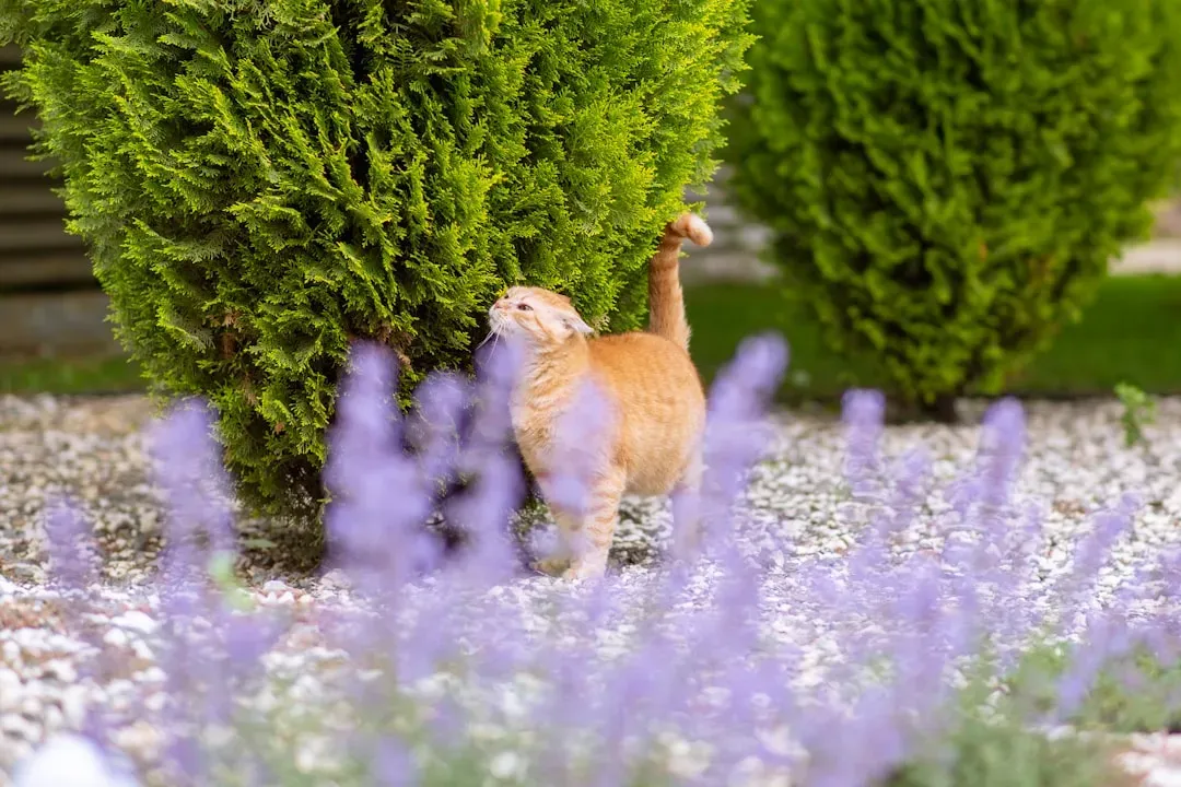 Lavender: Beautiful but Complicated (Image Credits: Unsplash)