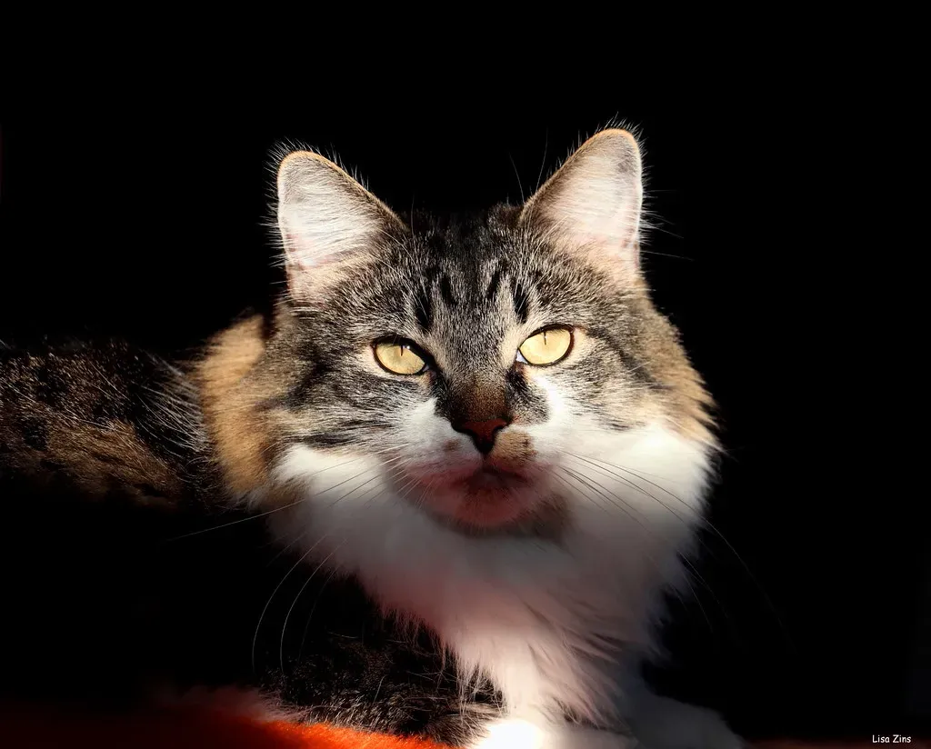 Sensitivity to Temperature Variations (Image Credits: Flickr)