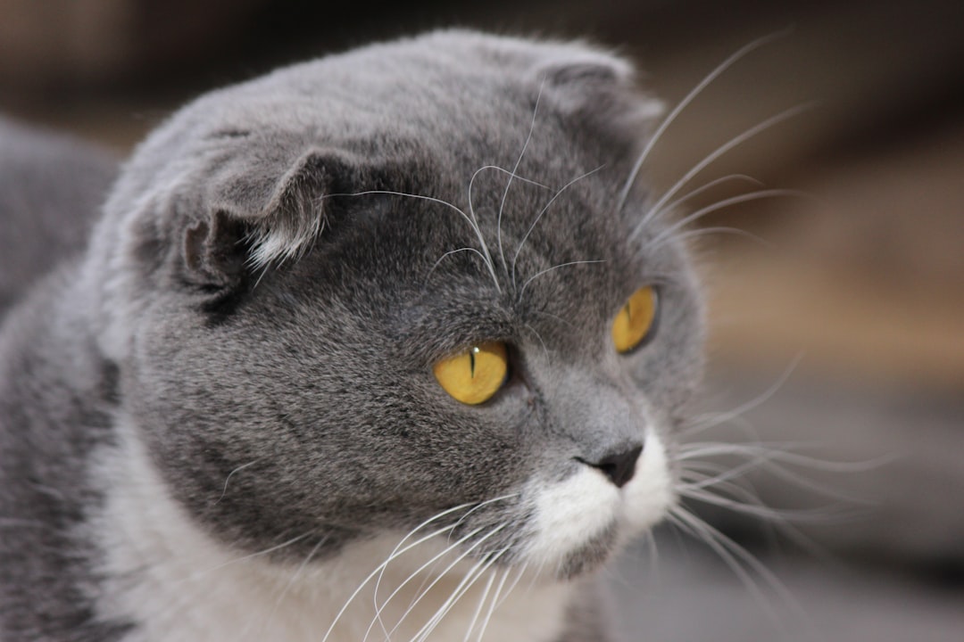 They Headbutt You with Purpose (Image Credits: Unsplash)