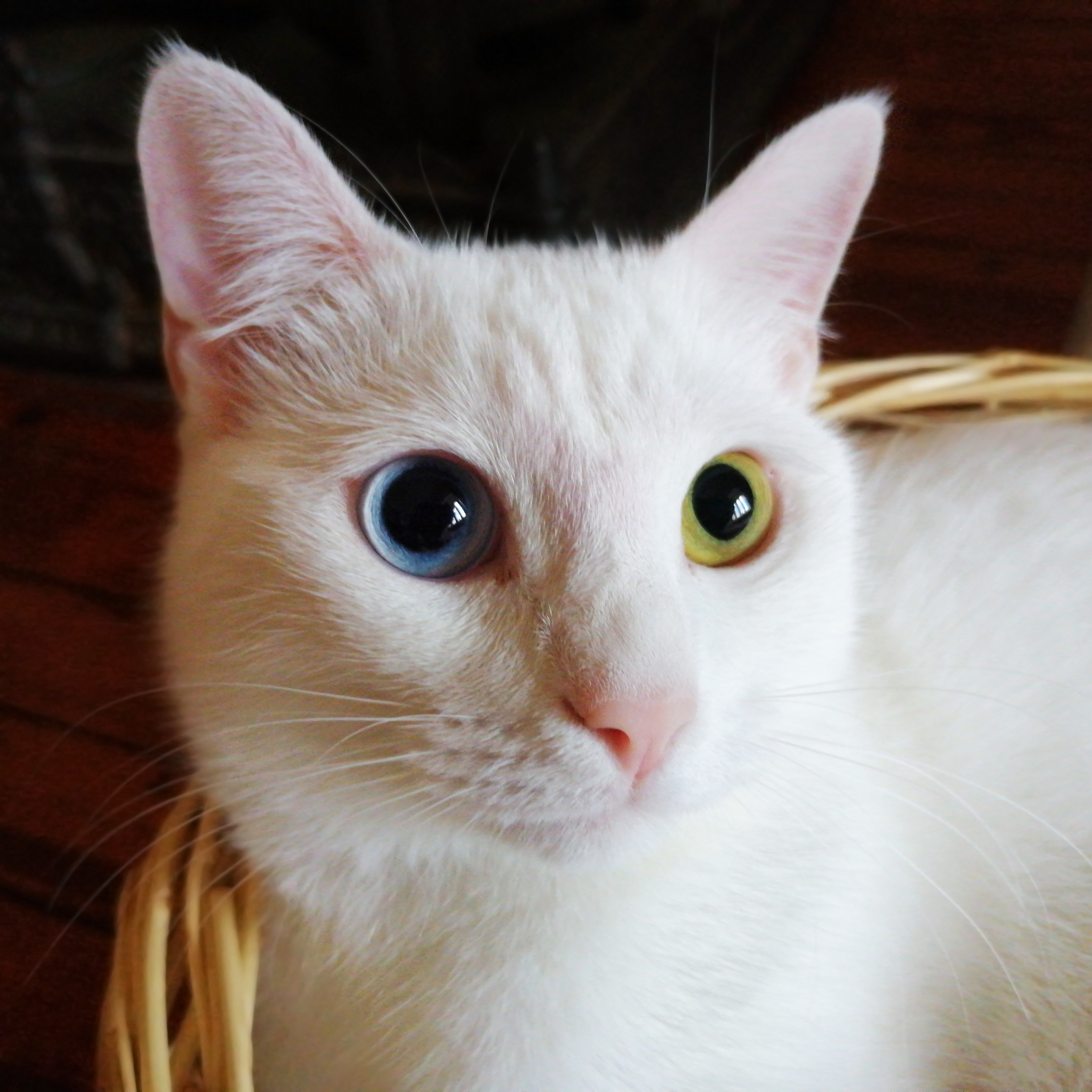Turkish Van Cats - The Swimming Sensations (Image Credits: Wikimedia)