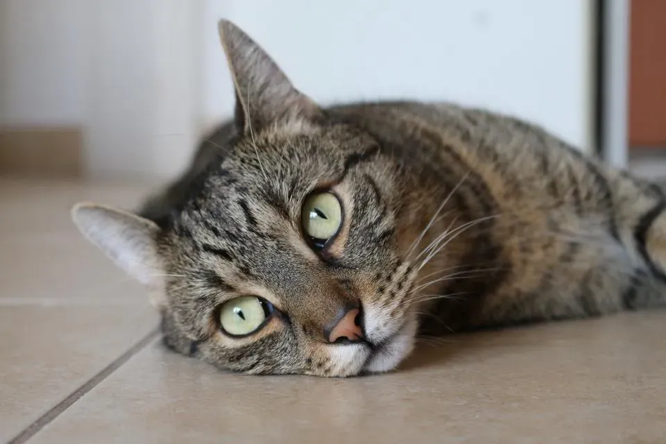 What Your Cat Is Really Trying to Tell You (Image Credits: Stocksnap)