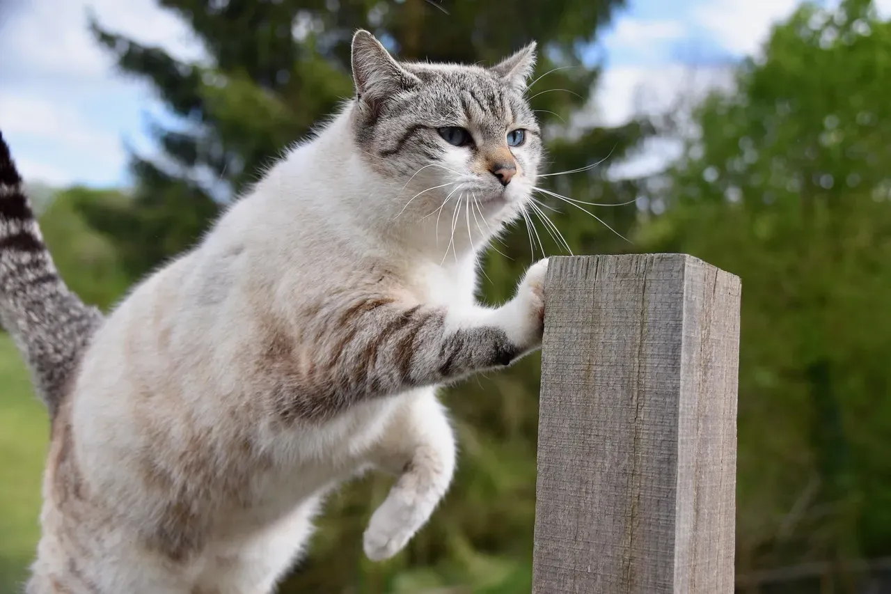 12. Problem-Solving on the Fly: The Agile Cat Mind (Image Credits: Pixabay)