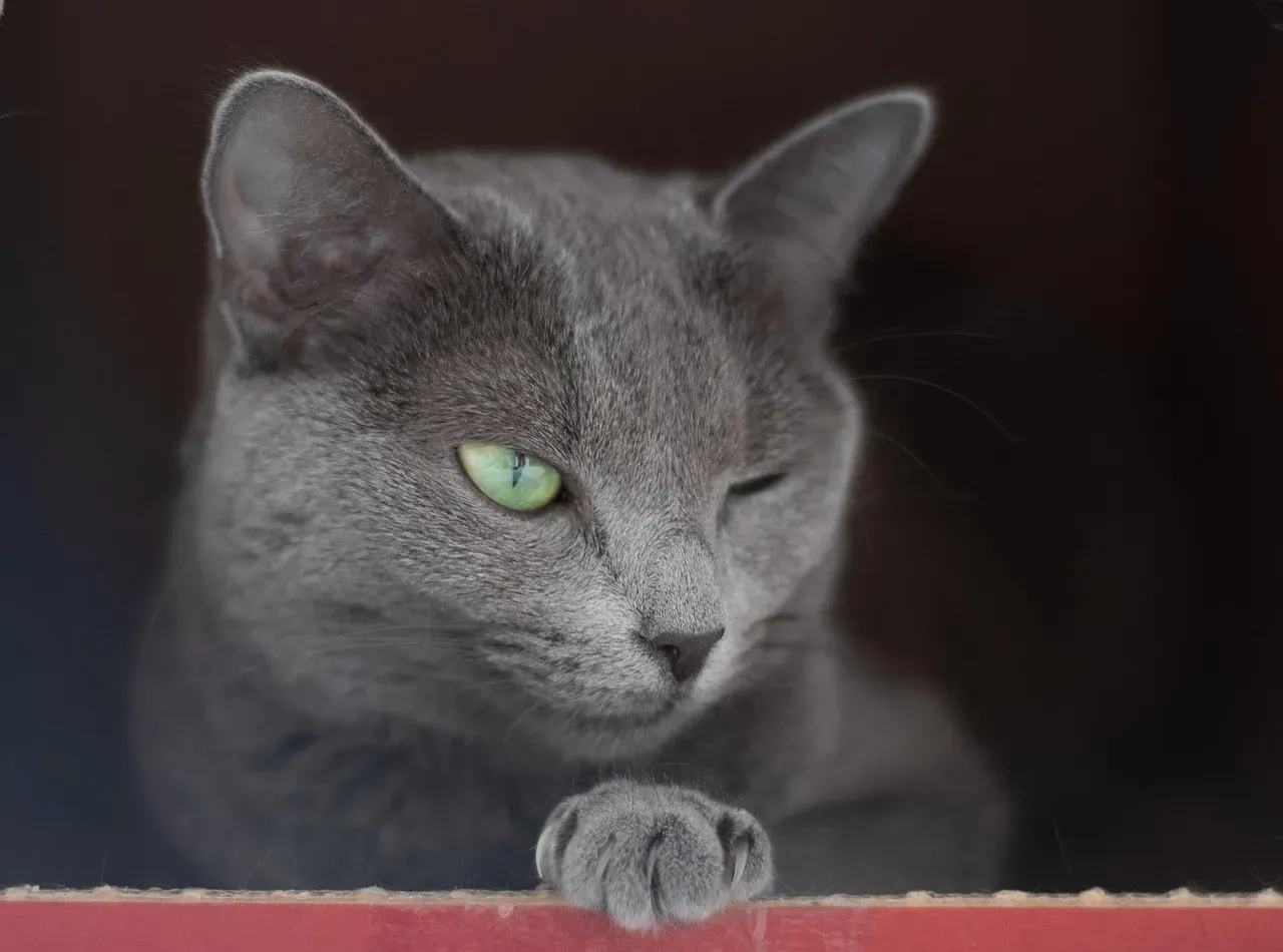 The Art of the Slow Blink: Kitty Kisses or Calculated Manipulation? (Image Credits: Pixabay)