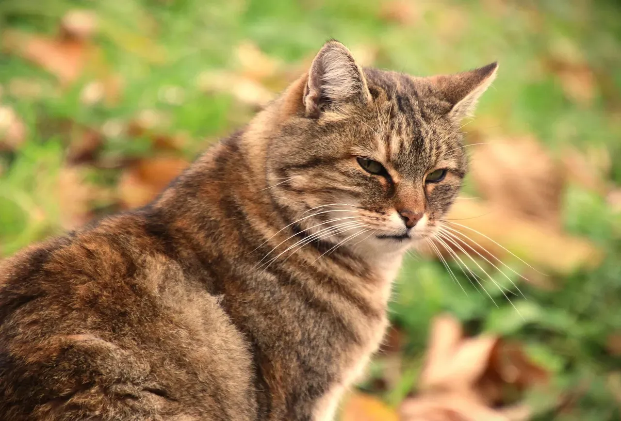 Why Scientists Remain Skeptical Yet Curious (Image Credits: Pixabay)