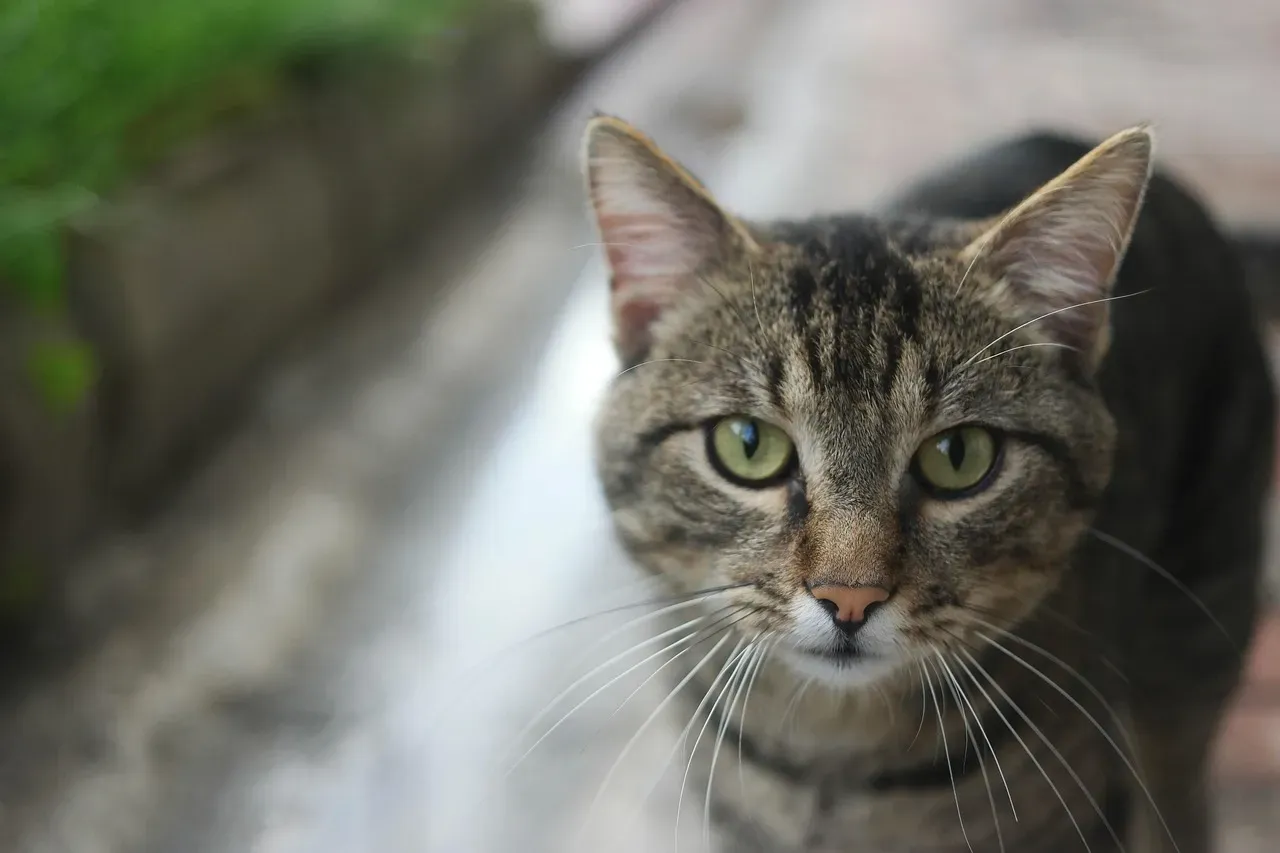 The "Aloof Cat" Stereotype Has a Long and Stubborn History (Image Credits: Pixabay)