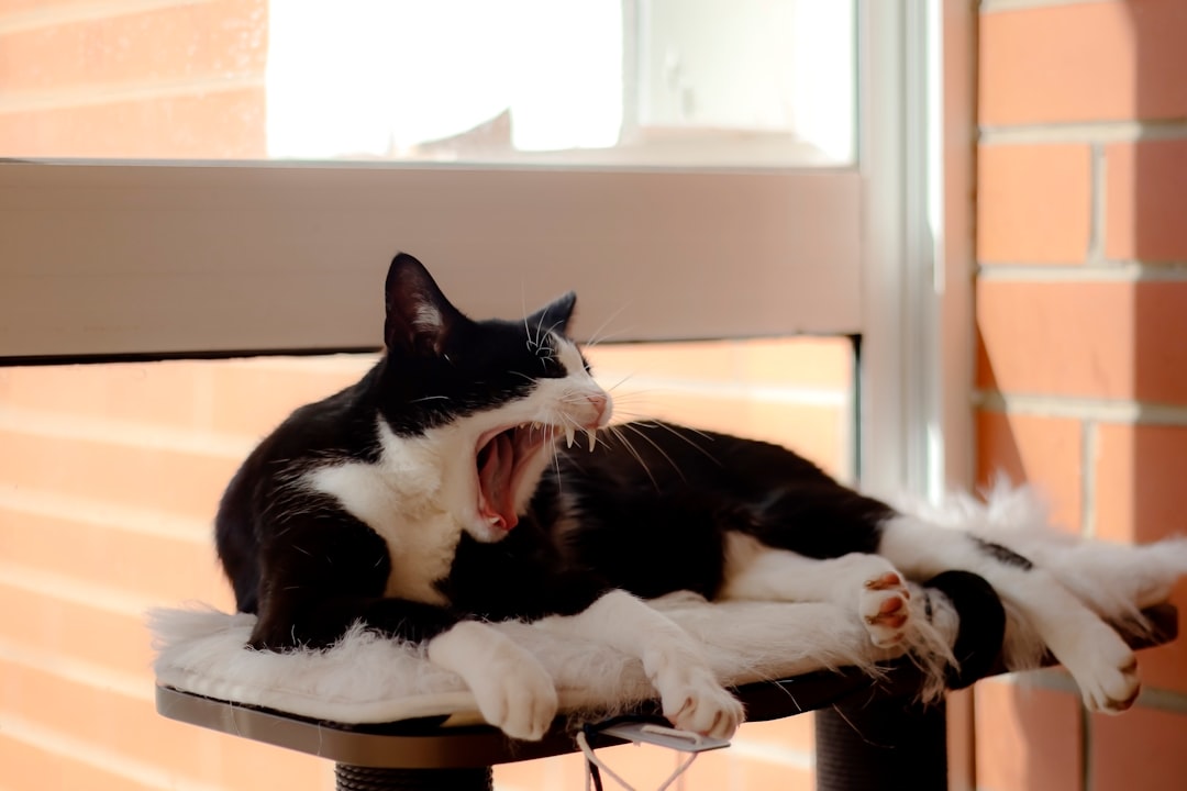 Understanding Contagious Yawning in the Animal Kingdom (Image Credits: Unsplash)
