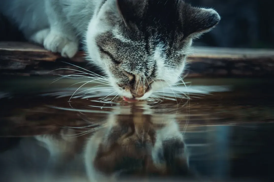 11. Cats Hate Water (Image Credits: Unsplash)